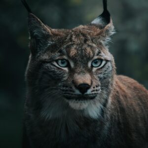 lynx, wildcat, nature, animal, nature photography, animal photography, wildlife, winter, forest, close up